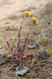 Tussilago farfara