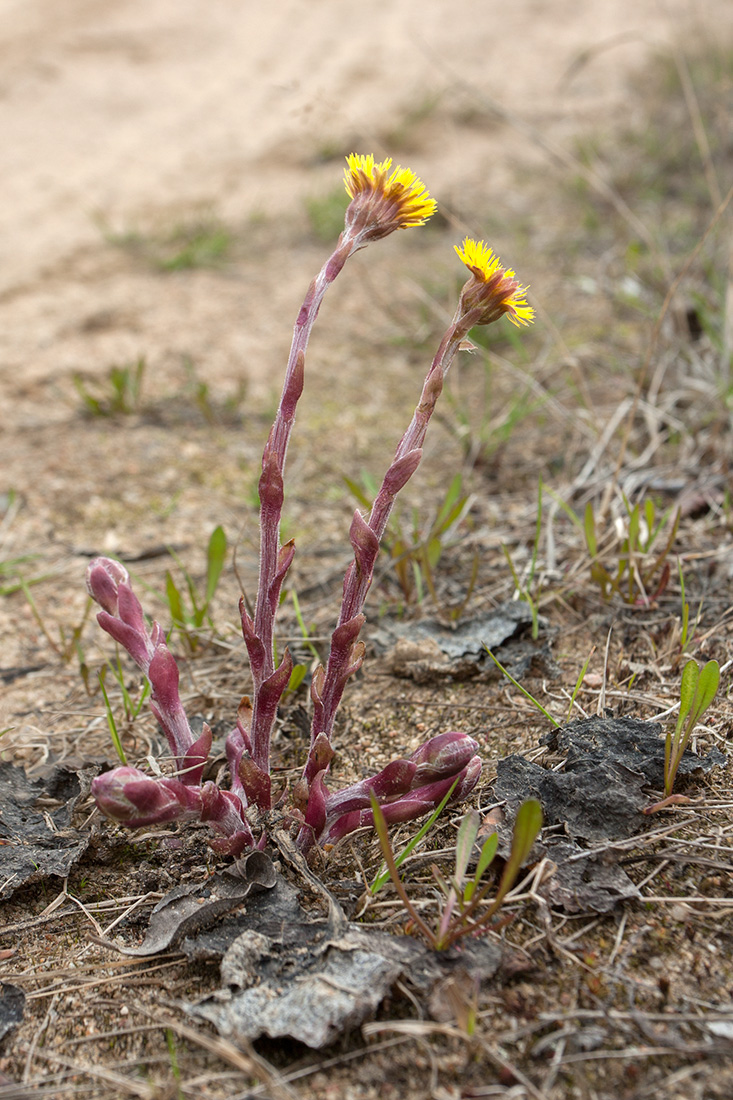 Image of Tussilago farfara specimen.