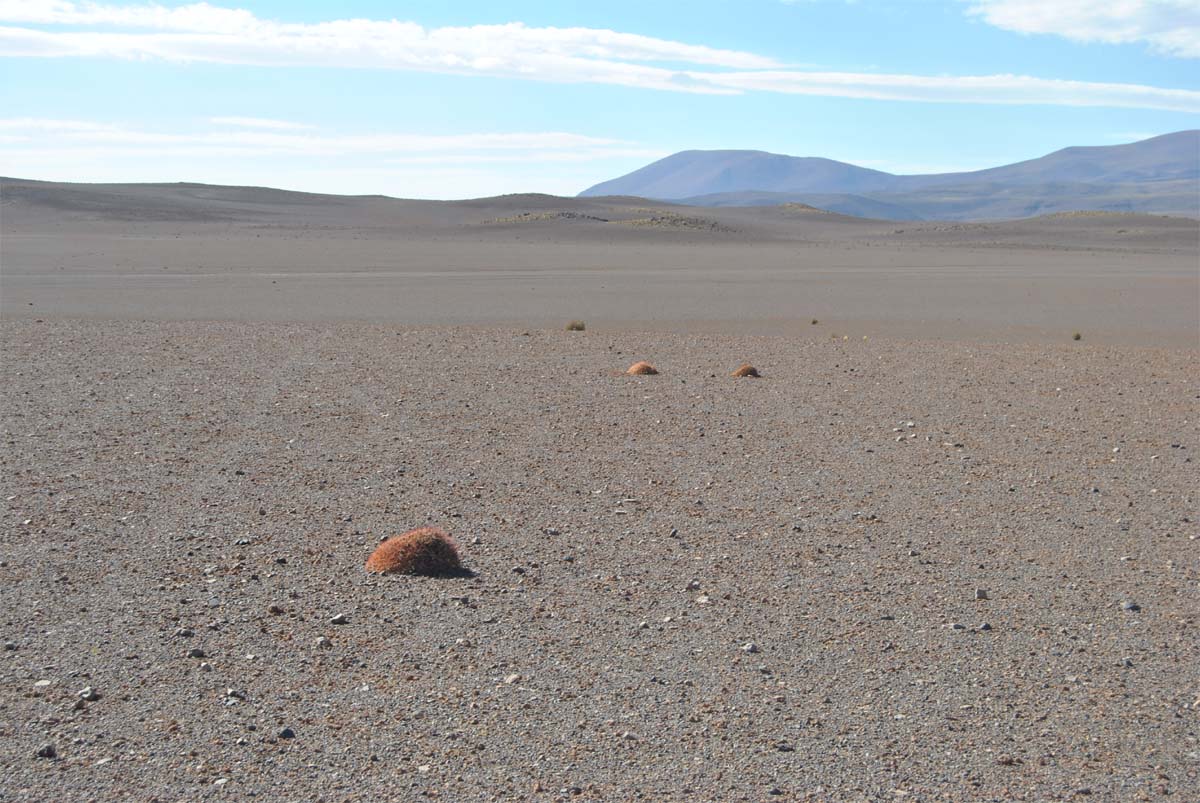 Изображение особи Cumulopuntia boliviana.