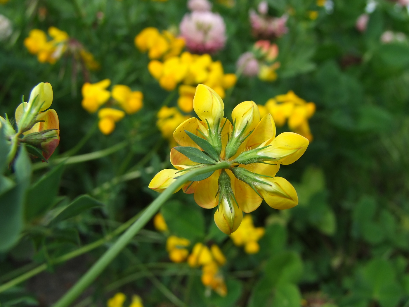 Изображение особи Lotus corniculatus.