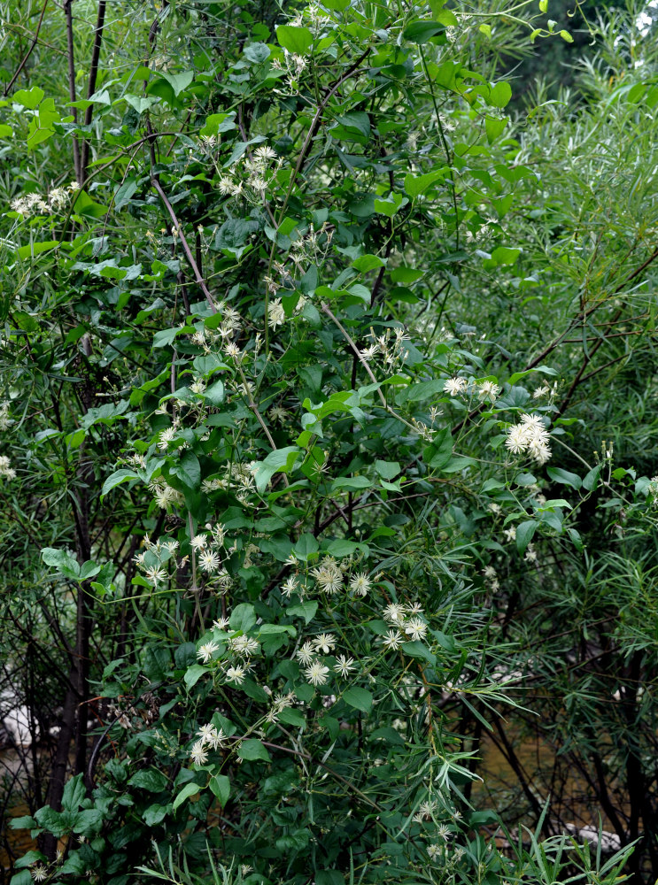 Image of Clematis vitalba specimen.