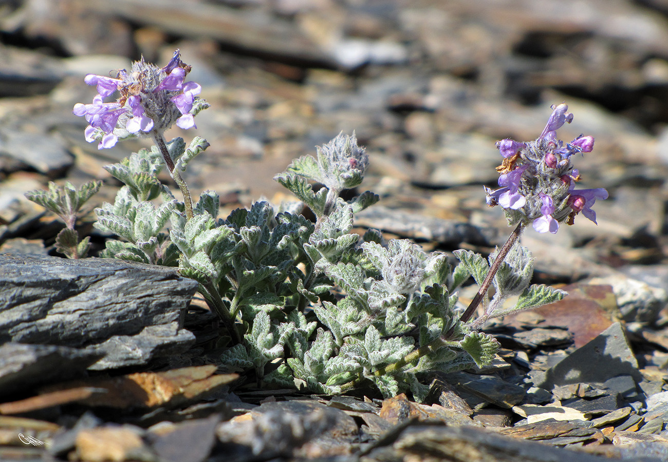 Изображение особи Nepeta kokanica.