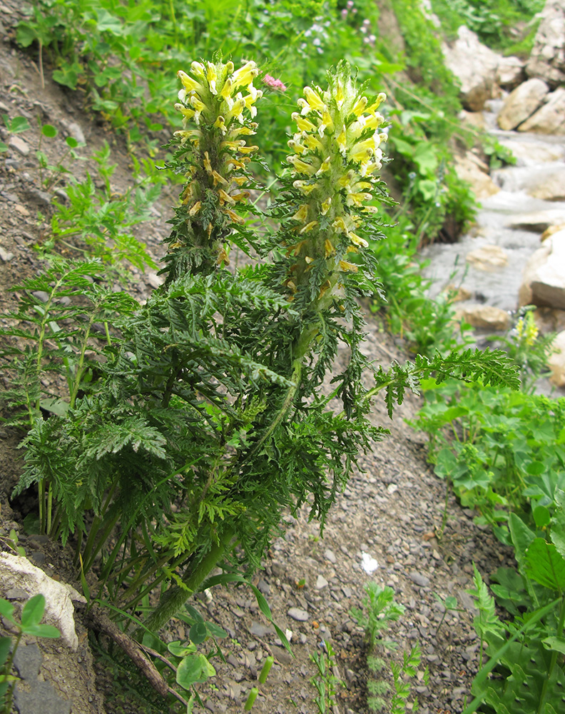 Image of Pedicularis condensata specimen.