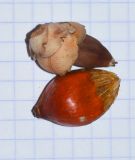семейство Arecaceae