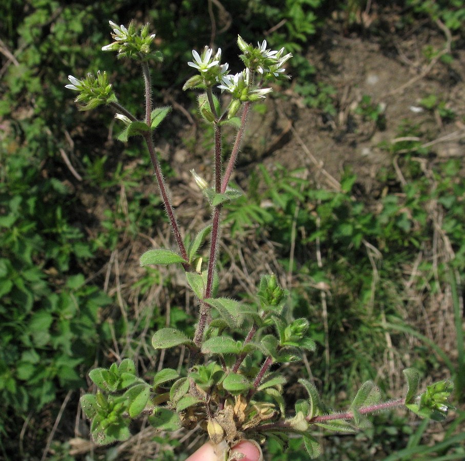 Image of Cerastium glomeratum specimen.