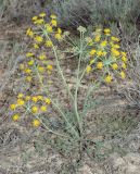 Ferula nuda