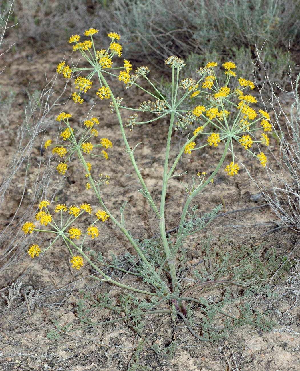 Image of Ferula nuda specimen.