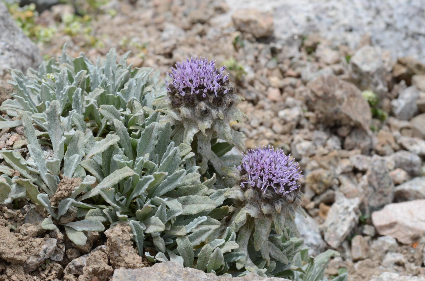 Изображение особи Saussurea gnaphalodes.