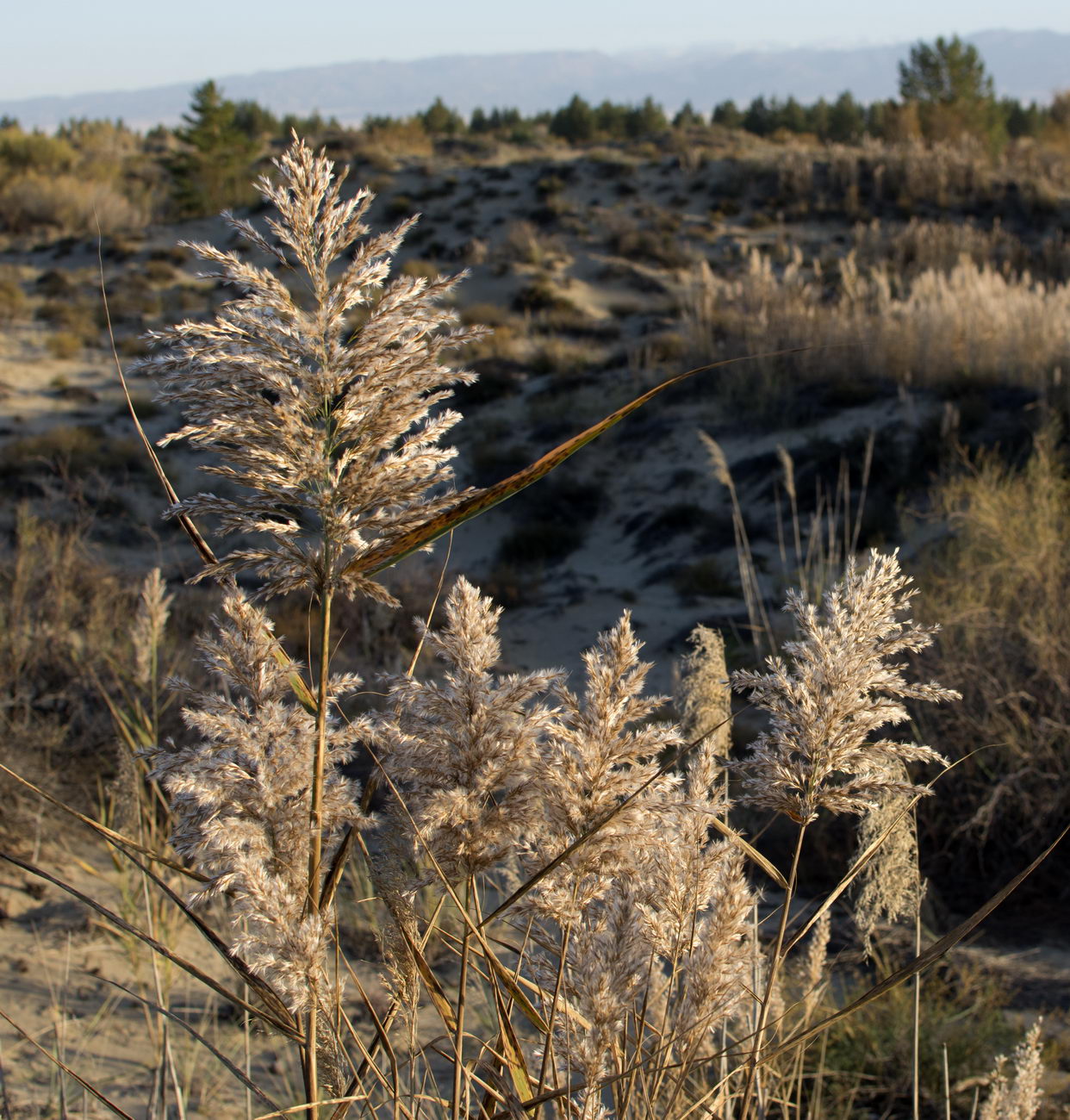 Изображение особи Phragmites australis.