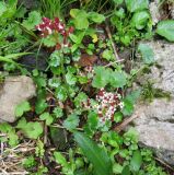 Saxifraga bracteata. Курильские о-ва, о. Шиашкотан, каменистая береговая линия, русло ручья. 16.08.2019.