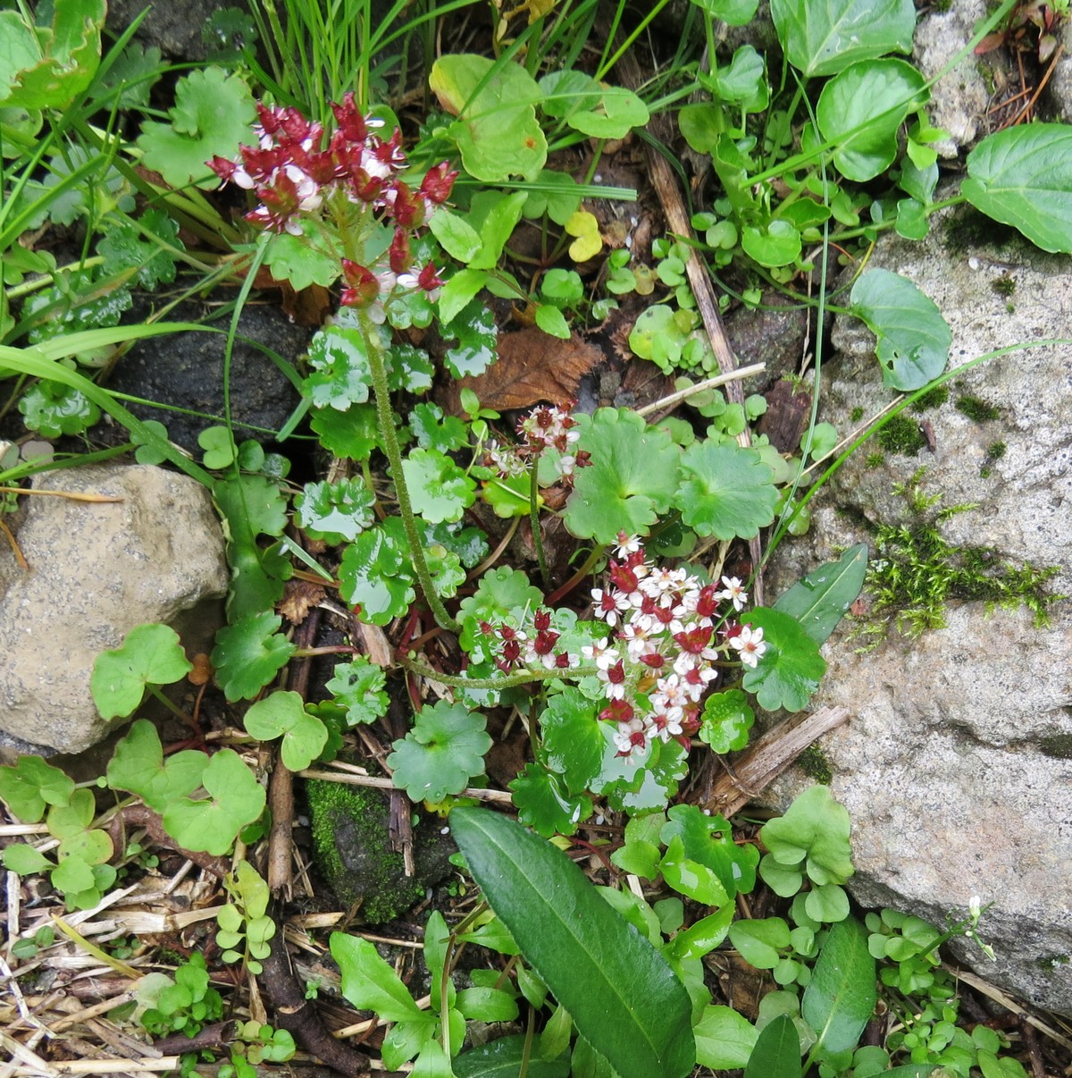 Изображение особи Saxifraga bracteata.