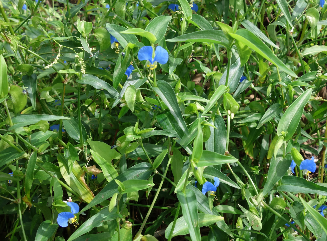 Изображение особи Commelina communis.