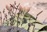 Welwitschia mirabilis