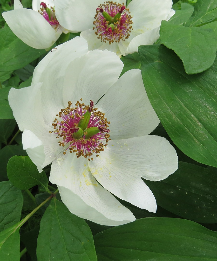 Изображение особи Paeonia oreogeton.