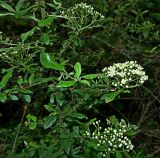 Pyracantha coccinea