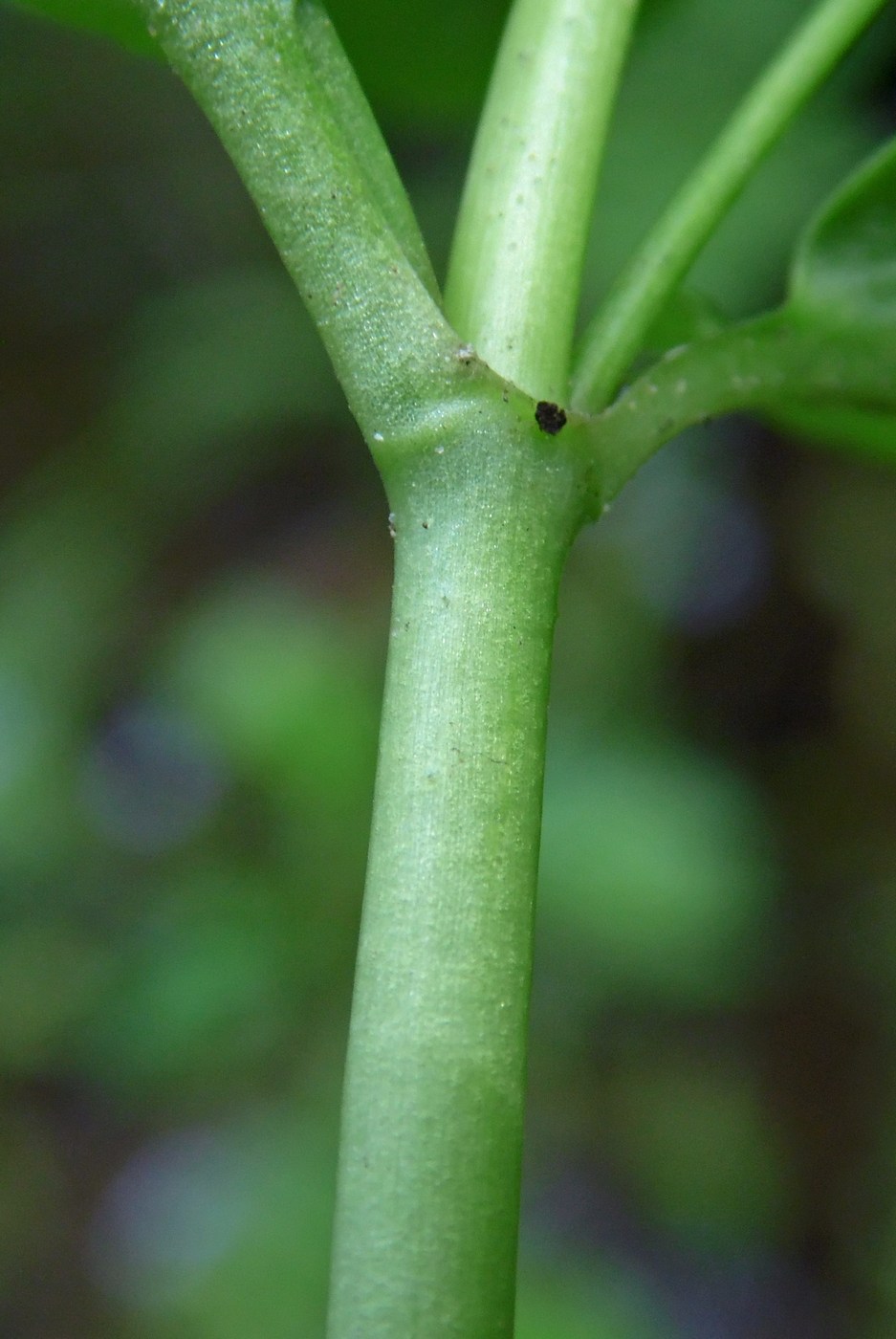 Image of Veronica beccabunga specimen.