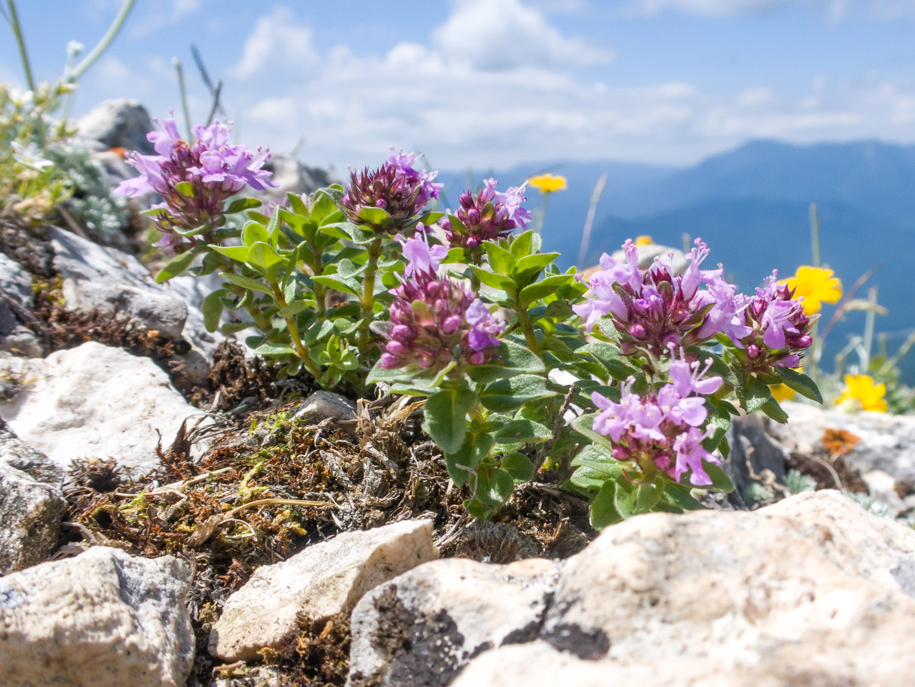 Изображение особи Thymus nummularius.