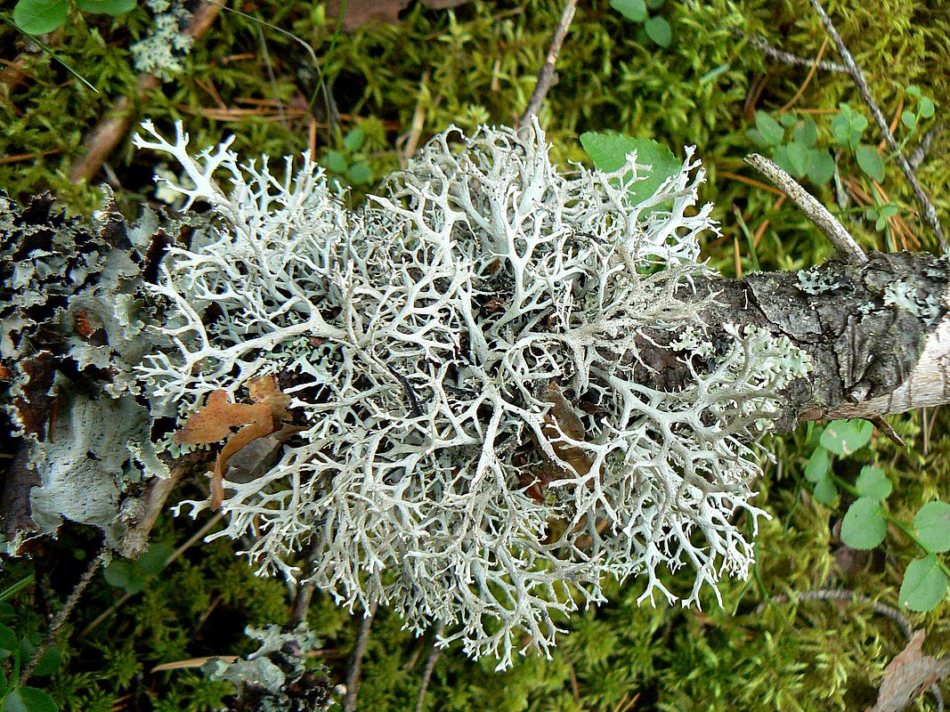 Image of Pseudevernia furfuracea specimen.