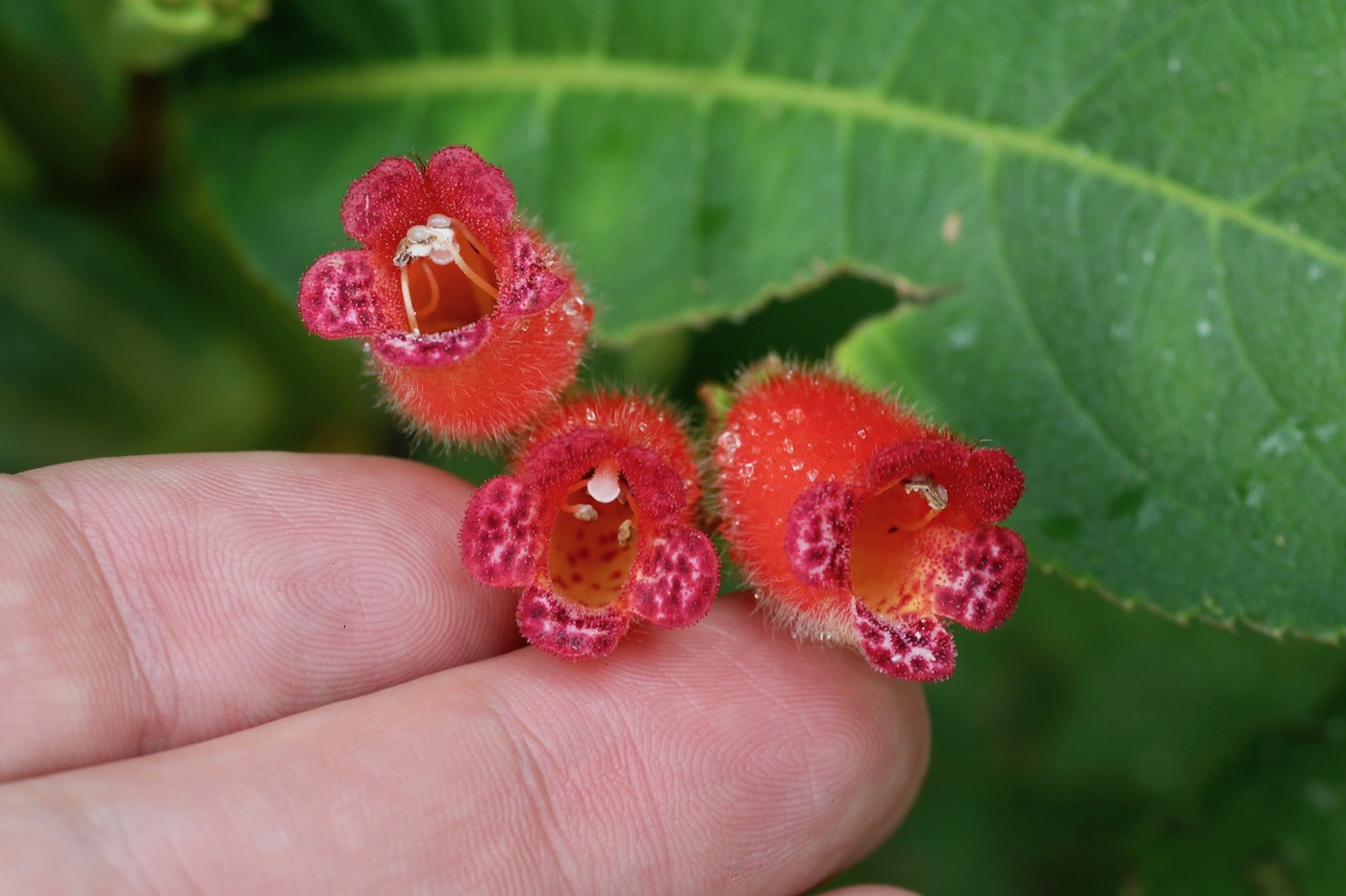 Image of Pearcea reticulata specimen.