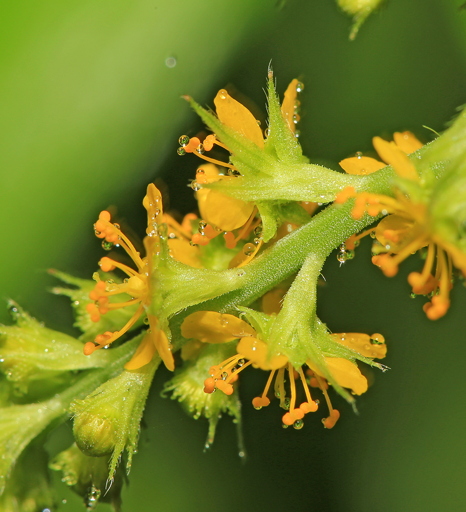 Изображение особи Agrimonia granulosa.