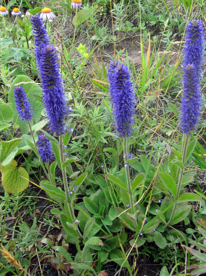 Изображение особи Veronica porphyriana.
