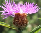 Centaurea × livonica