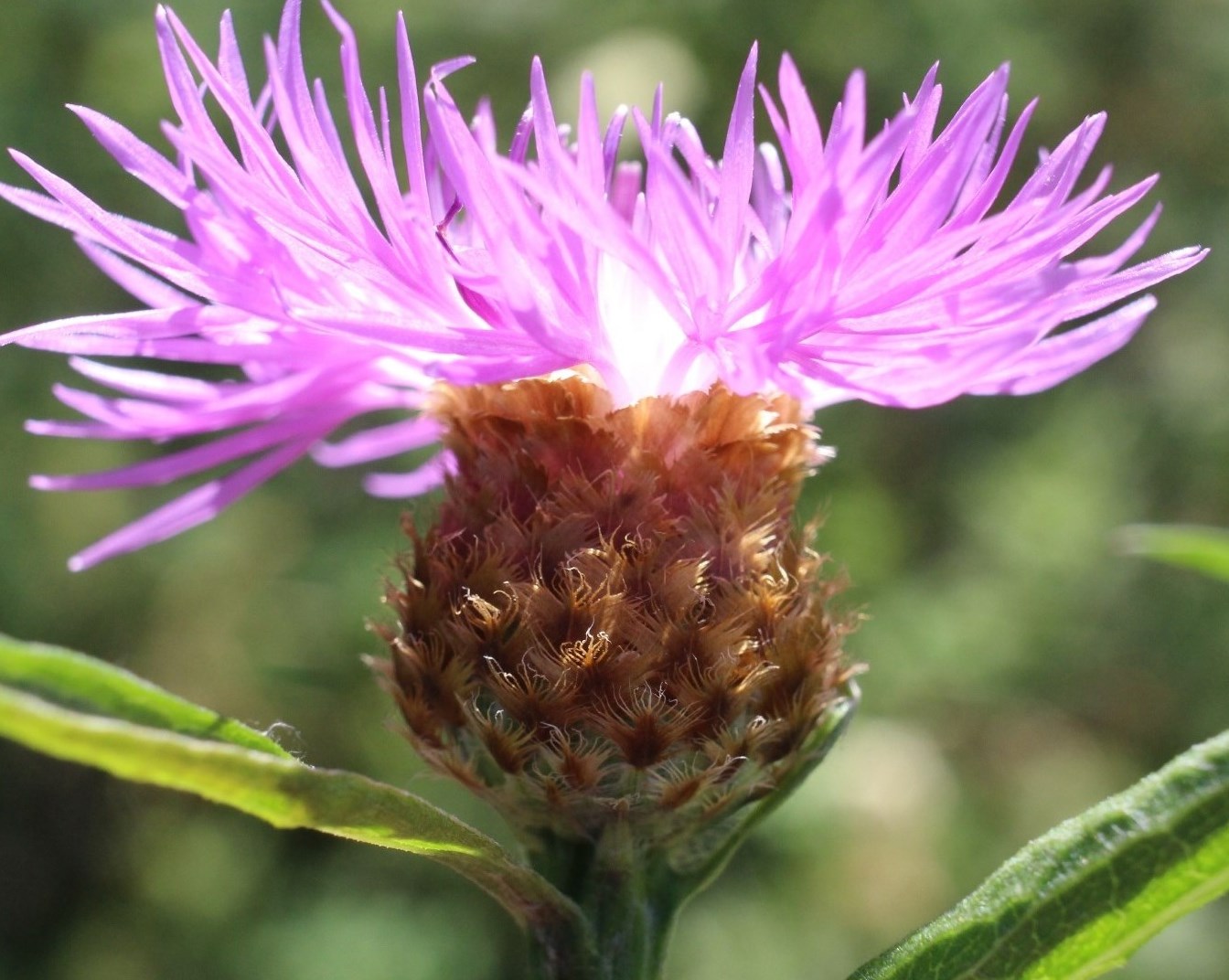 Изображение особи Centaurea × livonica.