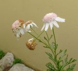 Argyranthemum frutescens