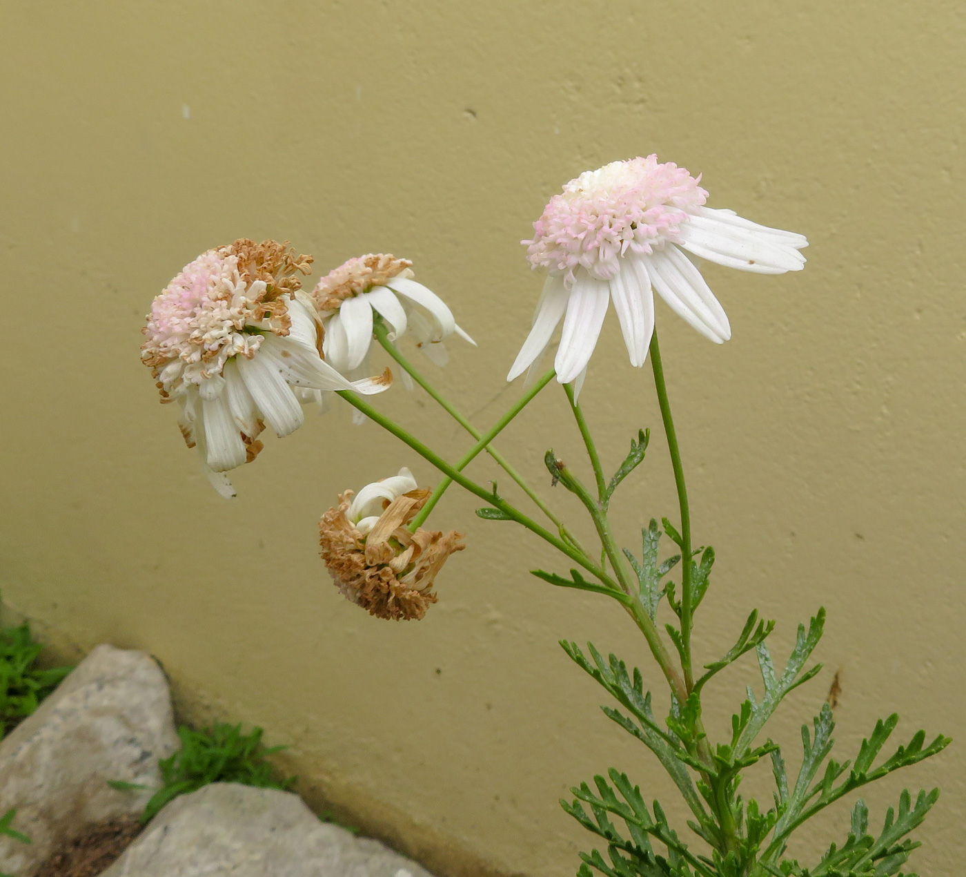 Изображение особи Argyranthemum frutescens.