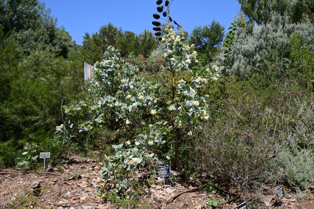 Изображение особи Eucalyptus pruinosa.