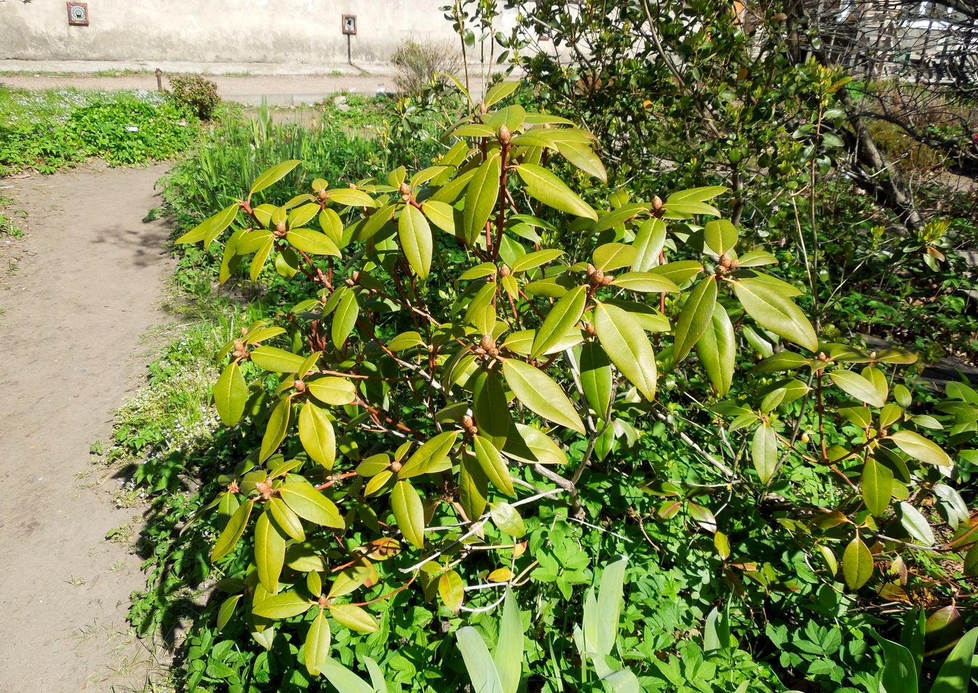 Image of Rhododendron catawbiense specimen.