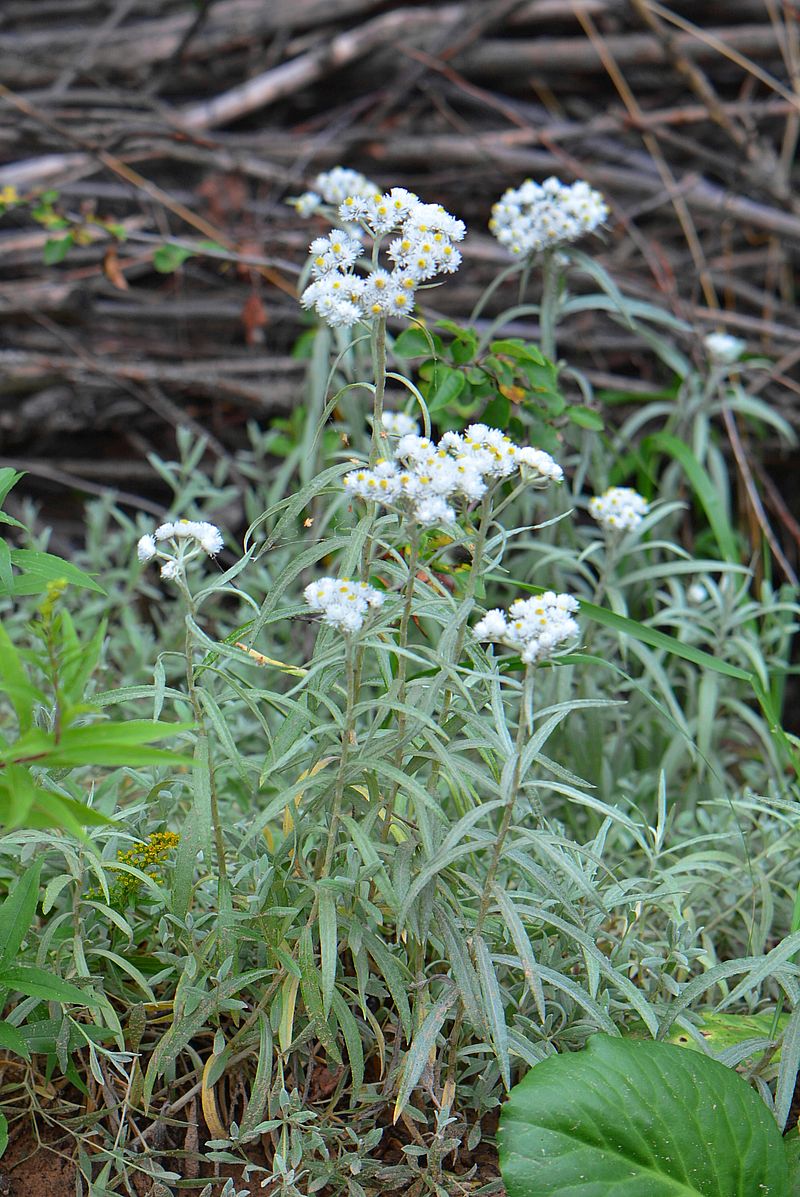 Изображение особи Anaphalis margaritacea.