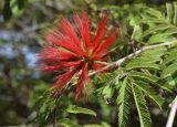 род Calliandra. Соцветие и лист. Испания, автономное сообщество Каталония, провинция Жирона, комарка Баш-Эмпорда, муниципалитет Палафружель, ботанический сад \"Кап-Роч\". 08.10.2020.