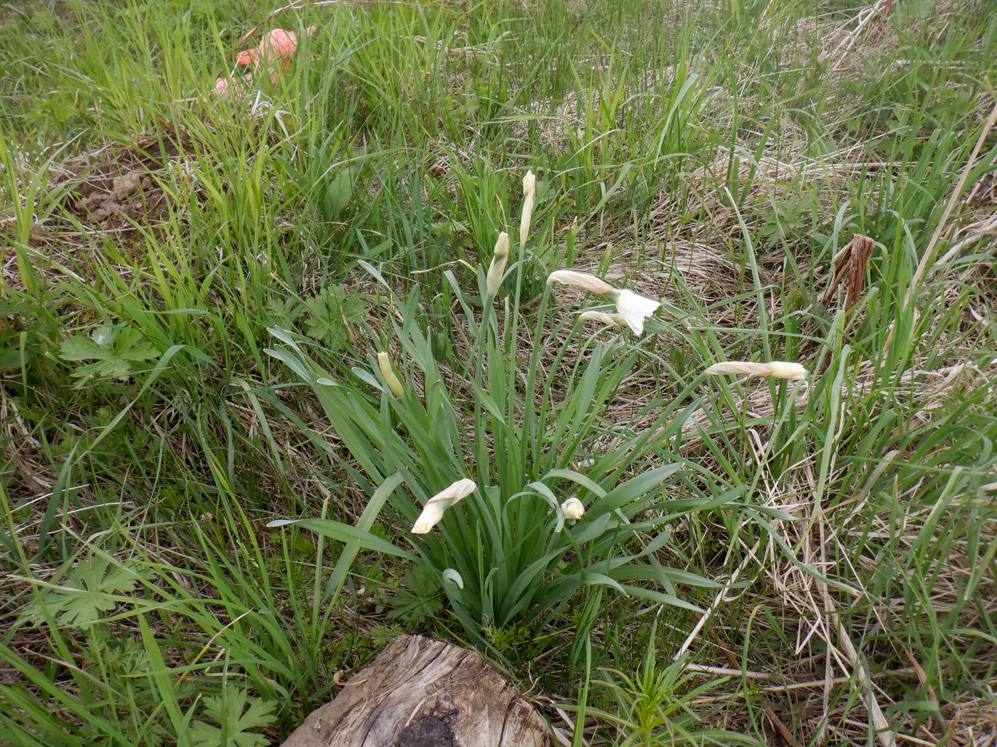 Изображение особи Narcissus poeticus.