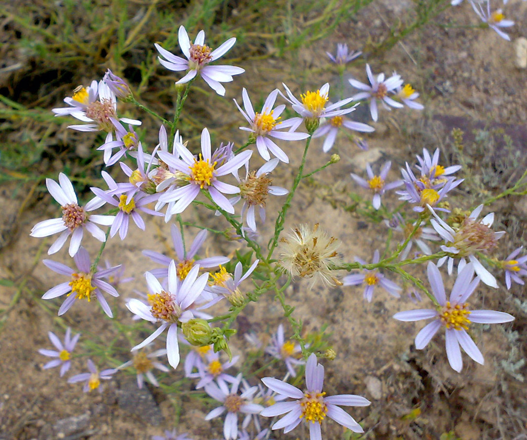 Image of genus Galatella specimen.