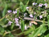 Thymus marschallianus. Верхушка побега с соцветием. Республика Татарстан, Спасский р-н, окр. пос. Приволжский, левый берег р. Волга, борт глубокого оврага. 29.05.2019.