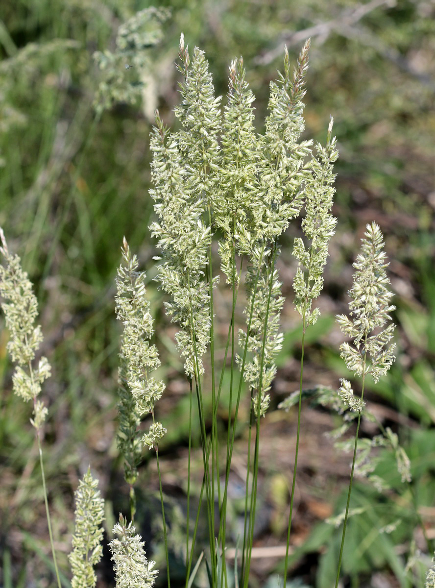 Image of genus Koeleria specimen.