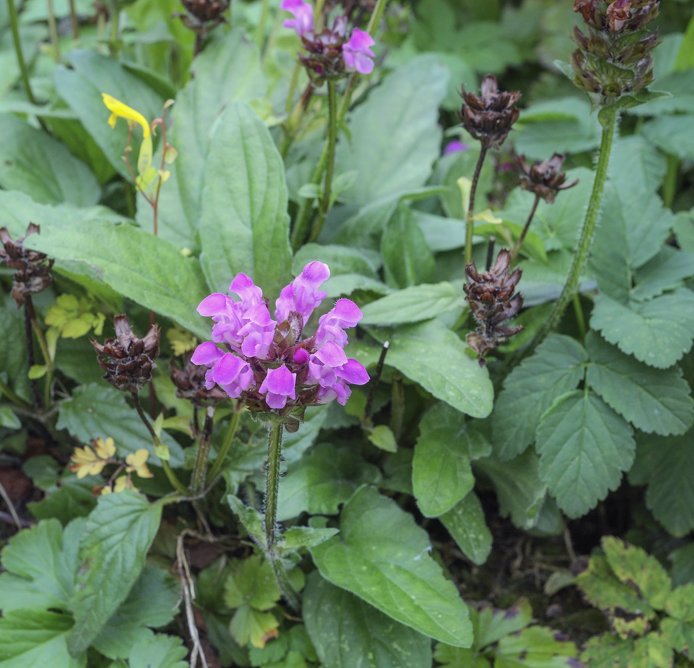 Image of Prunella grandiflora specimen.