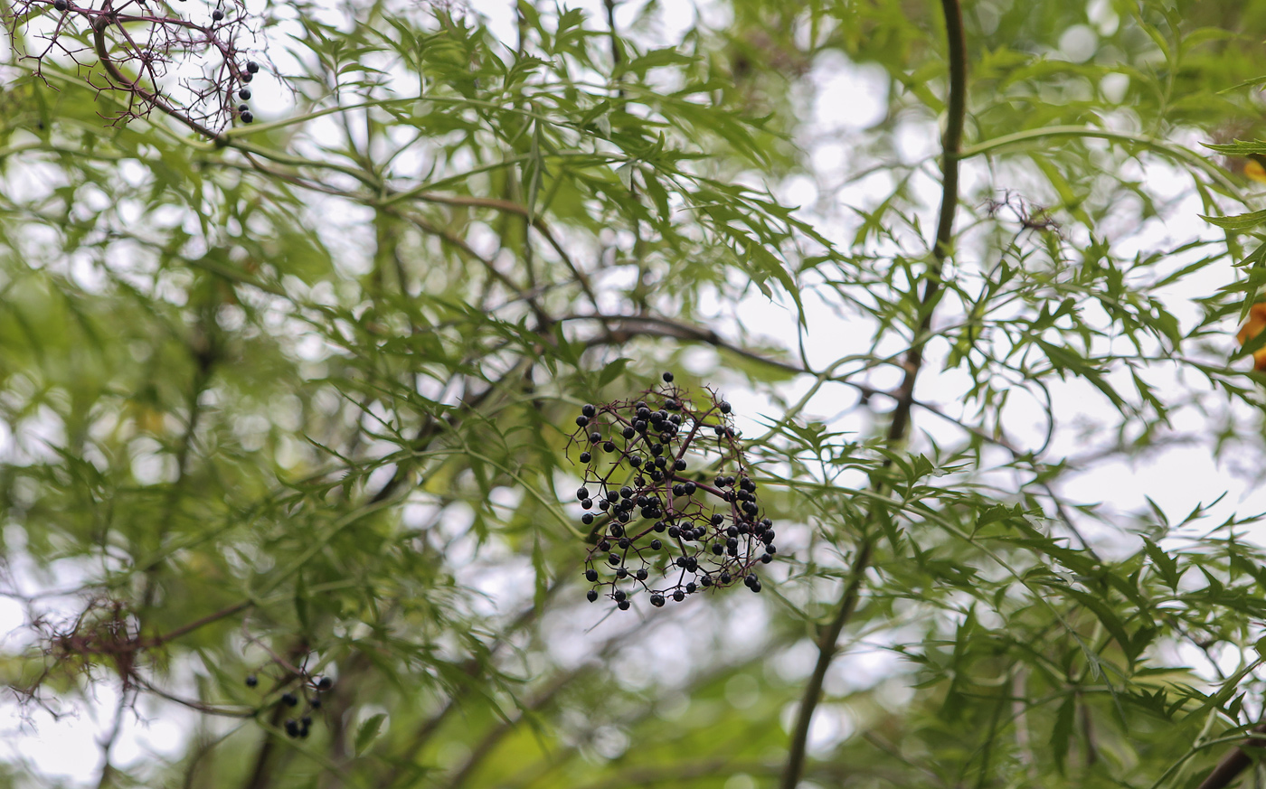 Image of Sambucus canadensis var. acutiloba specimen.