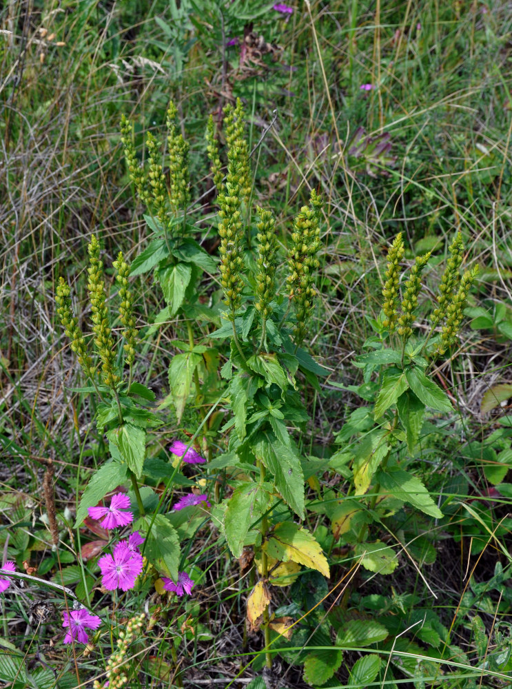 Image of Veronica teucrium specimen.