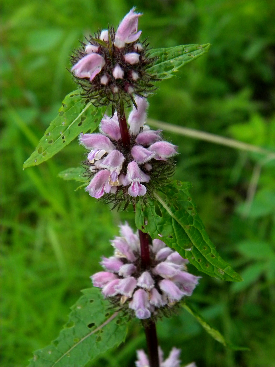 Image of Phlomoides tuberosa specimen.