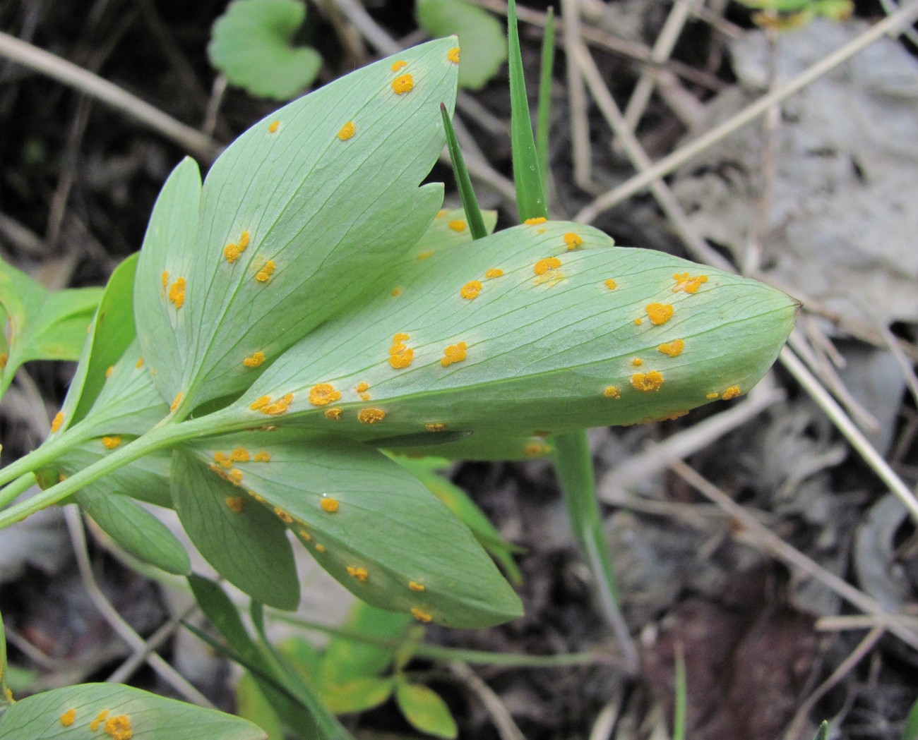 Image of Corydalis marschalliana specimen.