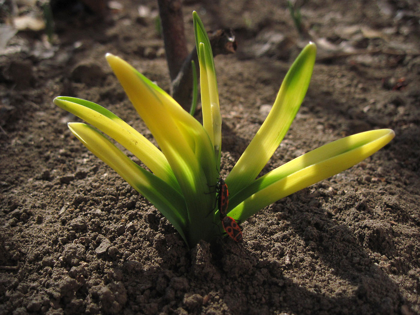 Image of genus Hyacinthus specimen.