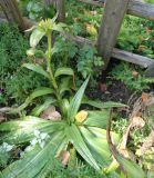 Gentiana macrophylla