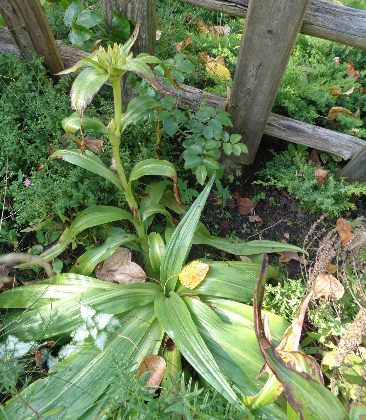 Image of Gentiana macrophylla specimen.