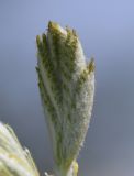 Sorbus domestica
