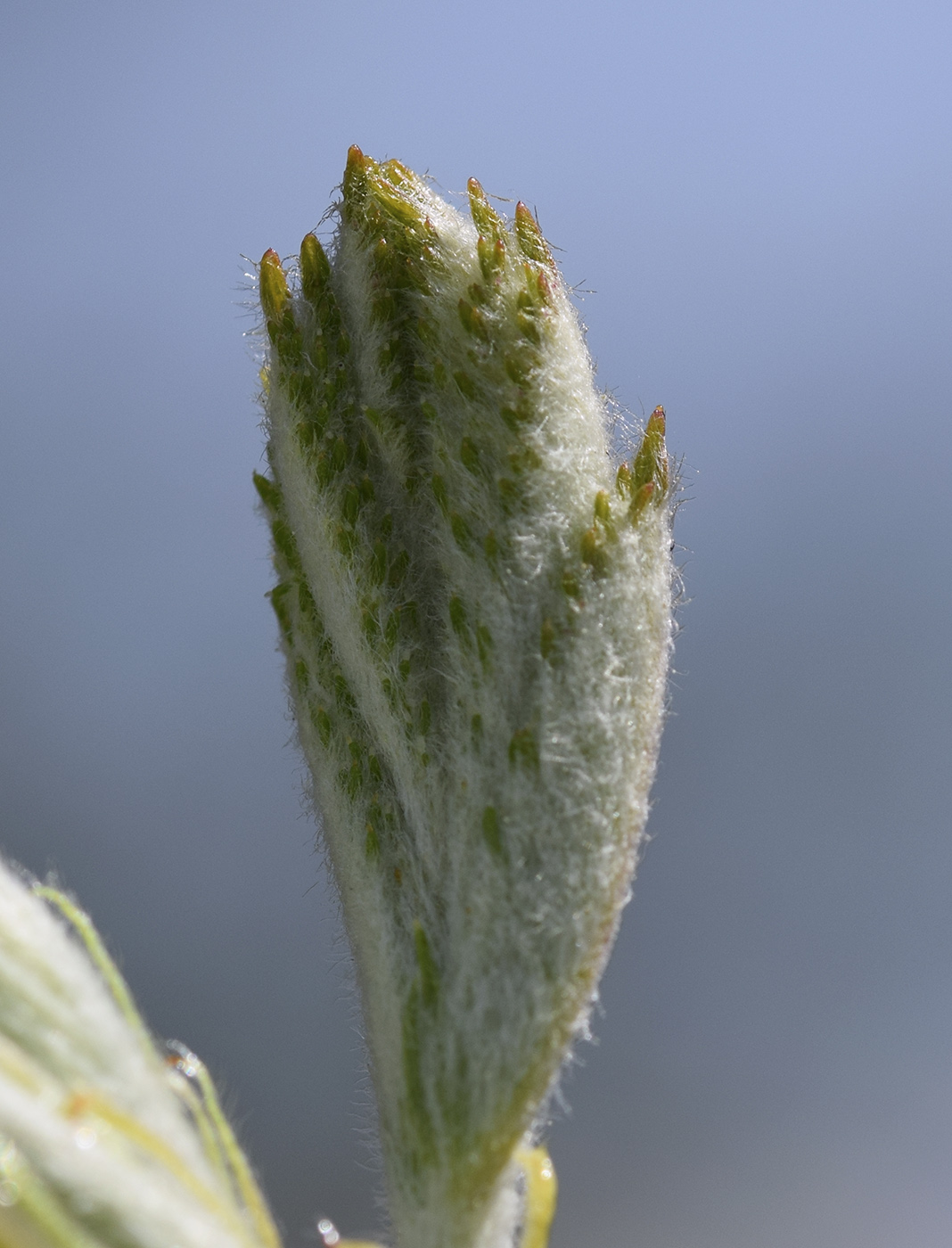 Image of Sorbus domestica specimen.