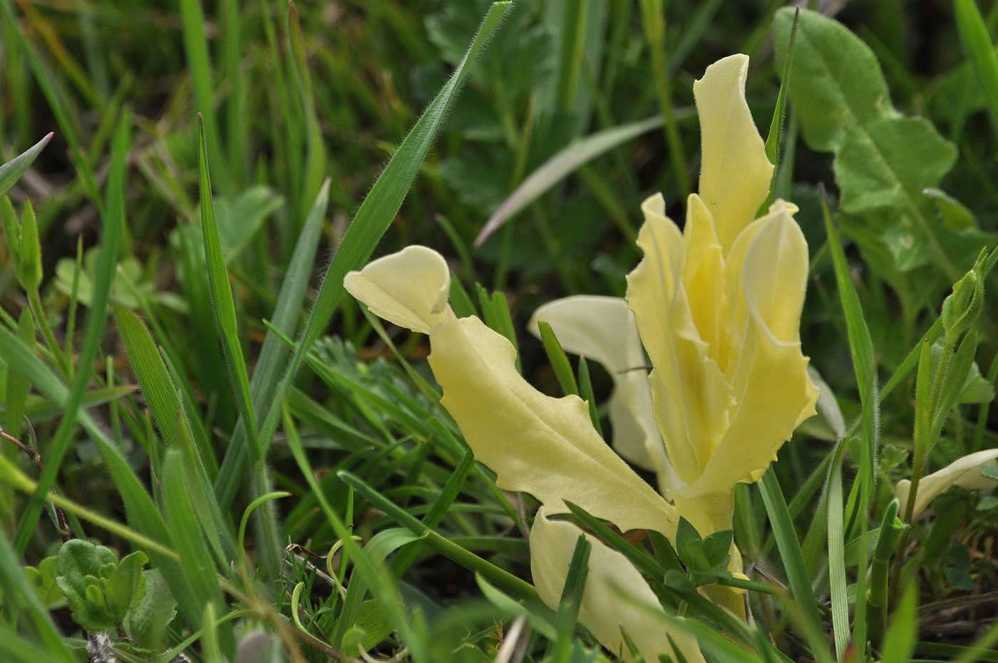 Image of Cardaria draba specimen.