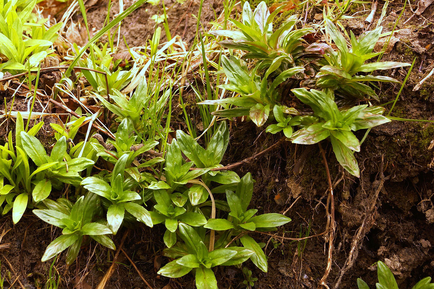 Изображение особи Epilobium montanum.