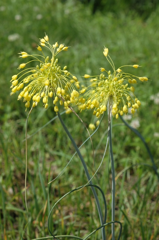 Изображение особи Allium flavum.